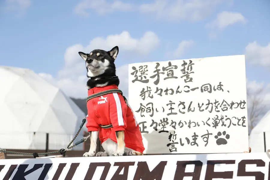 選手宣誓の看板の前に座る柴犬